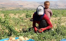 Mevsimlik tarım işçilerine gece yolculuğu ve eğitim düzenlemesi