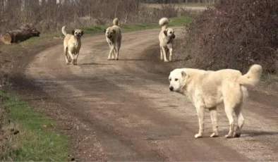 Başıboş köpeklere yönelik düzenlemede “ötanazi” kelimesi kanun tasarı metninden çıkarıldı