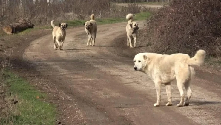 Başıboş köpeklere yönelik düzenlemede “ötanazi” kelimesi kanun tasarı metninden çıkarıldı