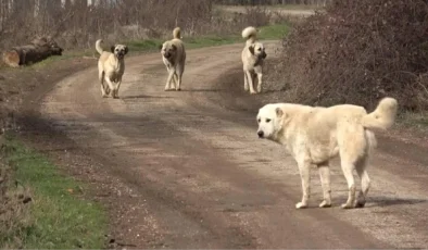Başıboş sokak köpekleri düzenlemesi Meclis’te kabul edildi