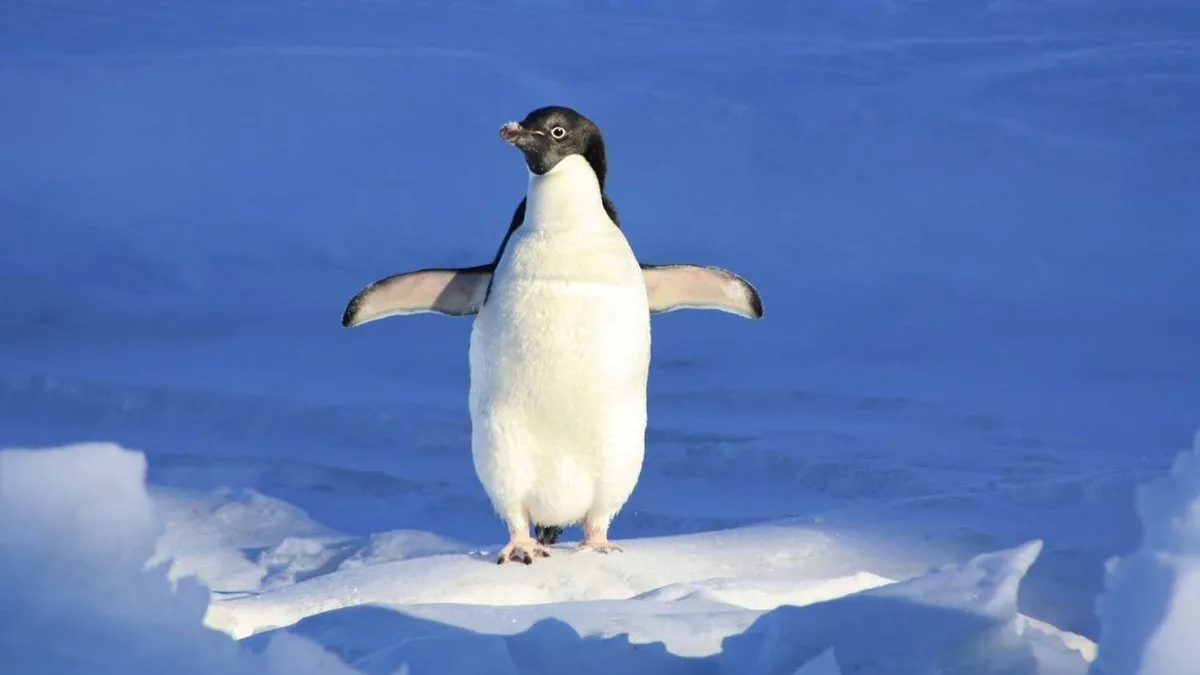 Kaza raporu açıklandı: Helikopteri penguen düşürmüş!