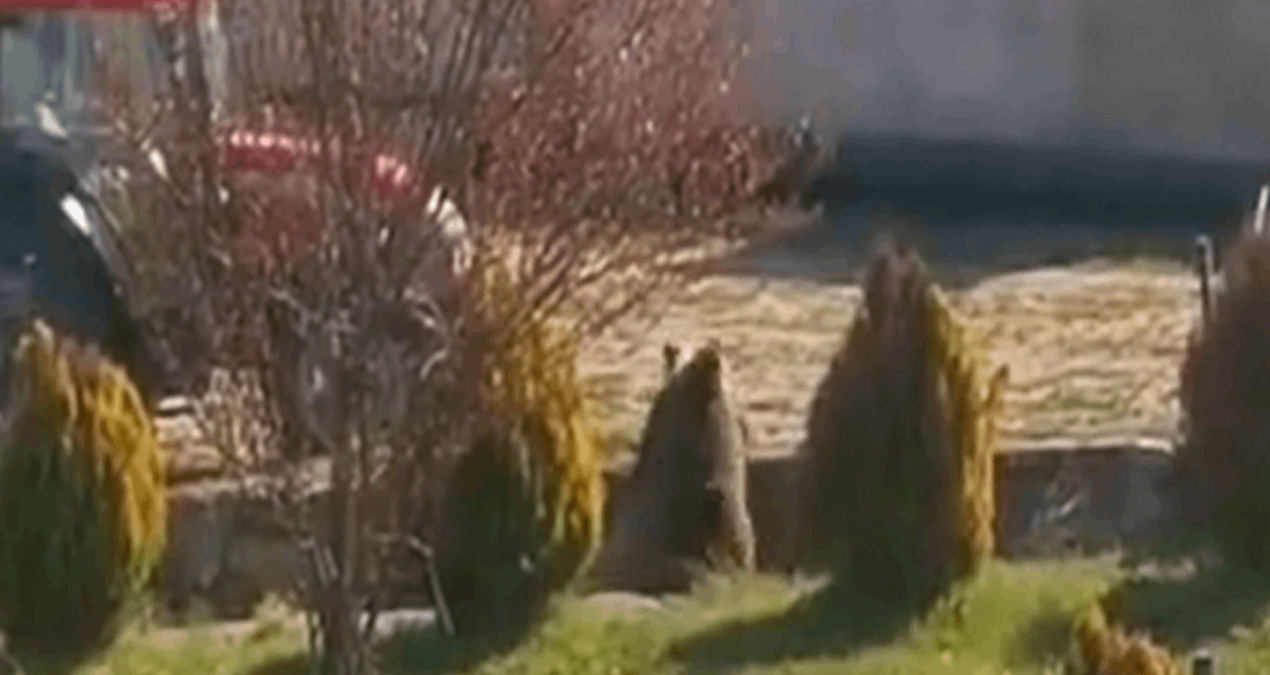 Kış uykusundan uyunıp köye inen ayıya köpek saldırısı şoku